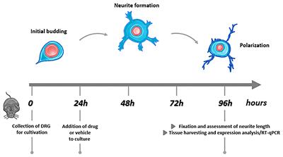 Prokineticin Receptor Inhibition With PC1 Protects Mouse Primary Sensory Neurons From Neurotoxic Effects of Chemotherapeutic Drugs in vitro